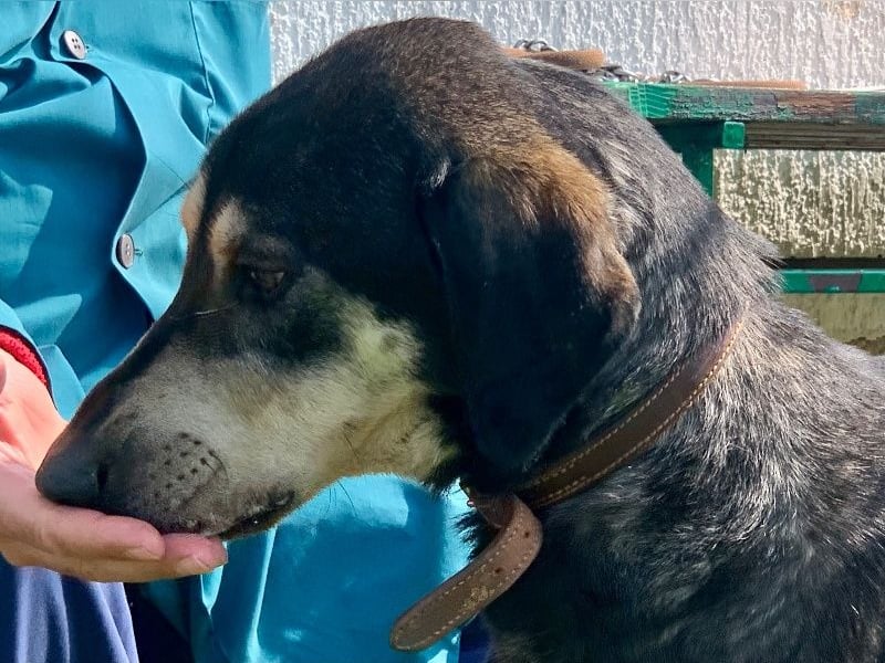 Freundliche Irulan ( * 07/2022 ) sucht ihre Familie