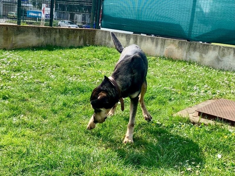 Freundliche Irulan ( * 07/2022 ) sucht ihre Familie