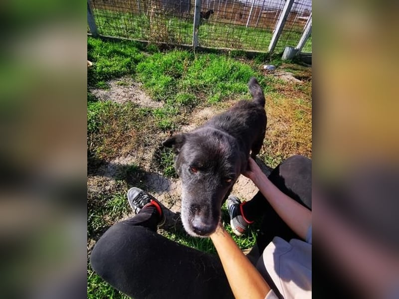 Senior Crnilo ( * 10 / 2015 ) sucht seine Familie