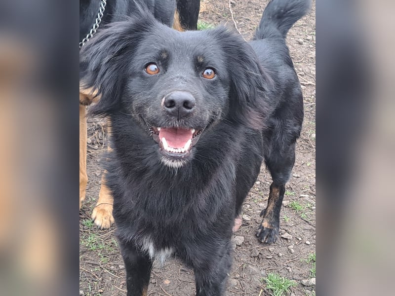 Süße Sophie ( * 05 / 2024 ) sucht ihre Menschen