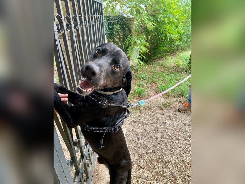 Süßer Zagi ( * 02 / 2022 ) sucht seine Menschen