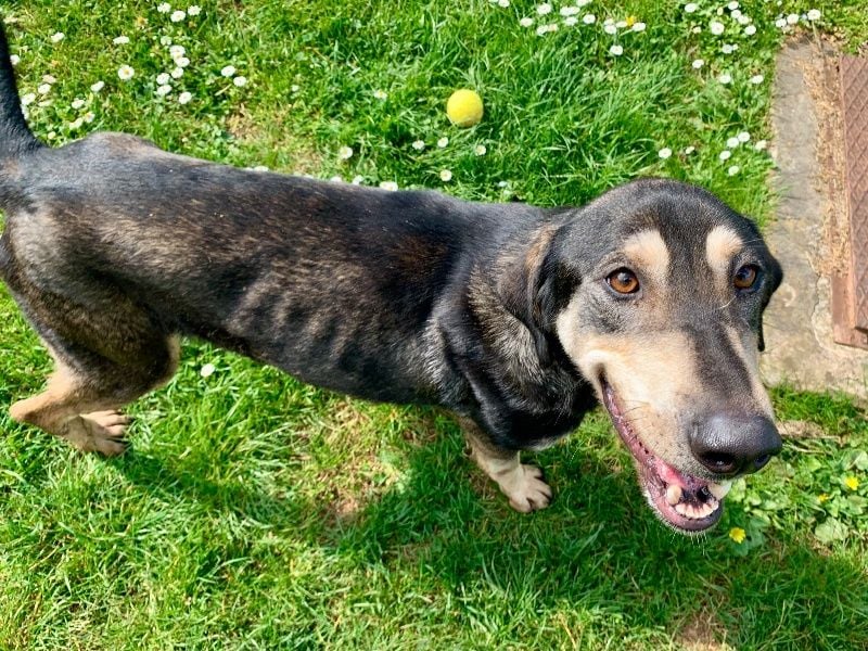 Freundliche Irulan ( * 07/2022 ) sucht ihre Familie