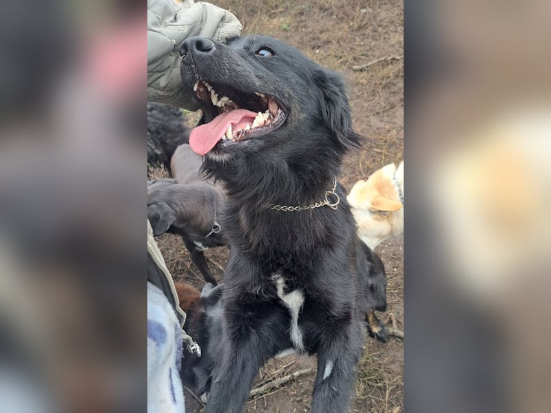 Süße Sophie ( * 05 / 2024 ) sucht ihre Menschen