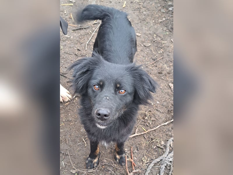 Süße Sophie ( * 05 / 2024 ) sucht ihre Menschen