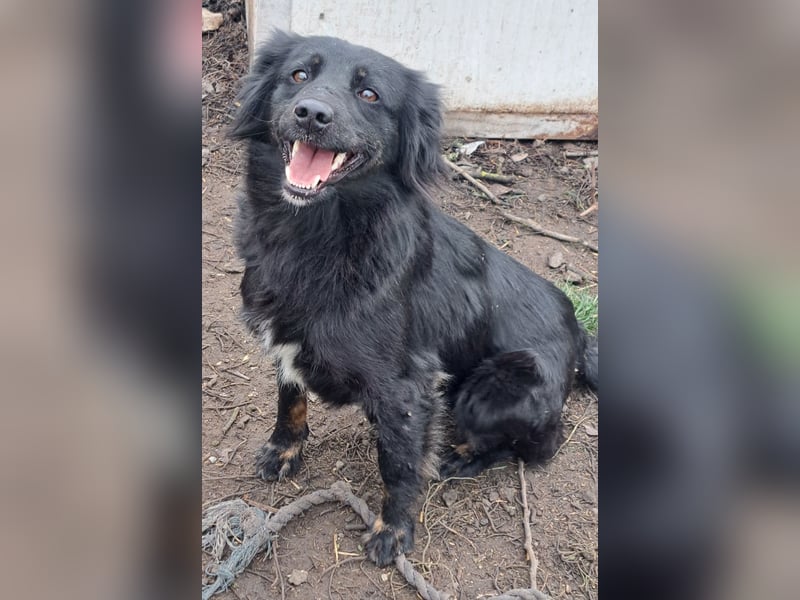 Süße Sophie ( * 05 / 2024 ) sucht ihre Menschen