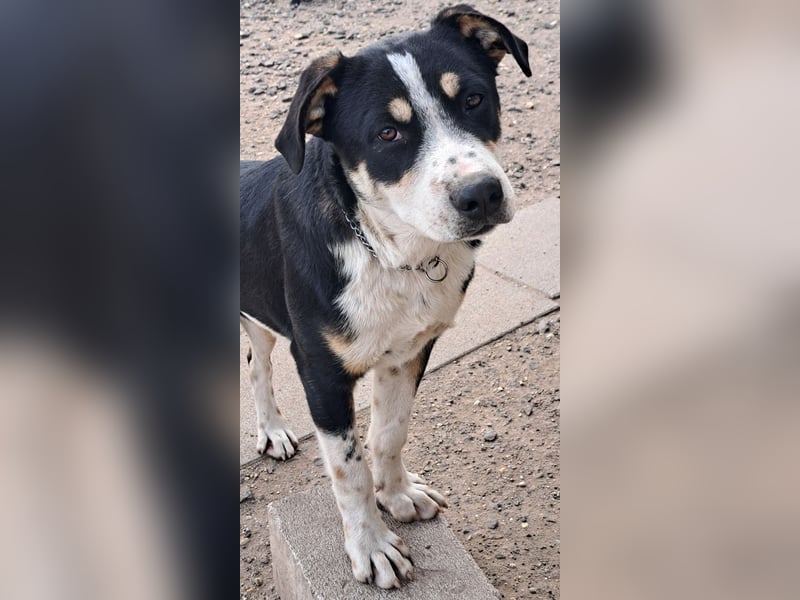 Kleiner Norris ( * 03 / 2025 ) sucht seine Menschen