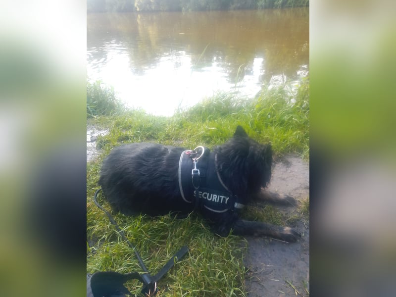 Vermittel eine Hündin