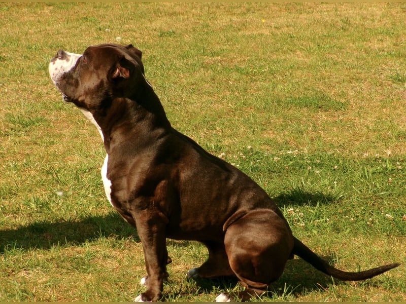 Chiko sucht neues liebevolles zu Hause