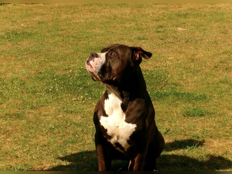 Chiko sucht neues liebevolles zu Hause