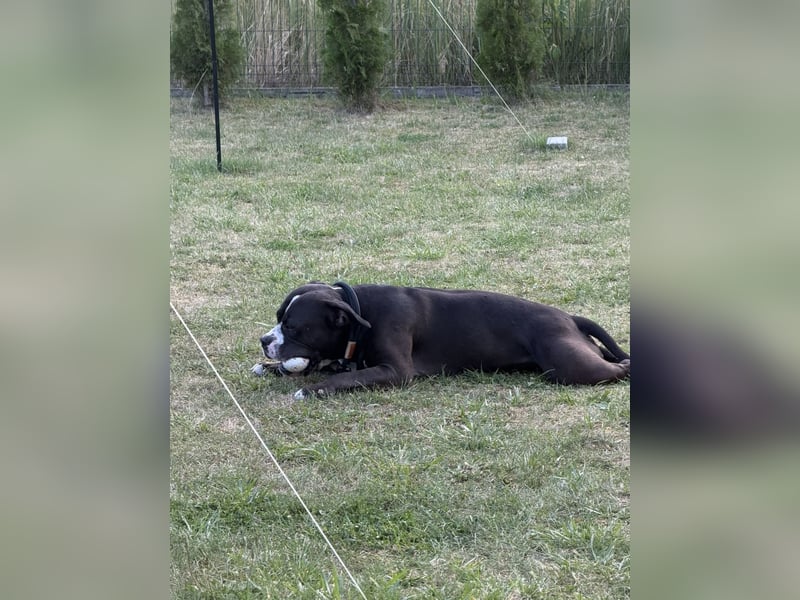 Chiko sucht neues liebevolles zu Hause