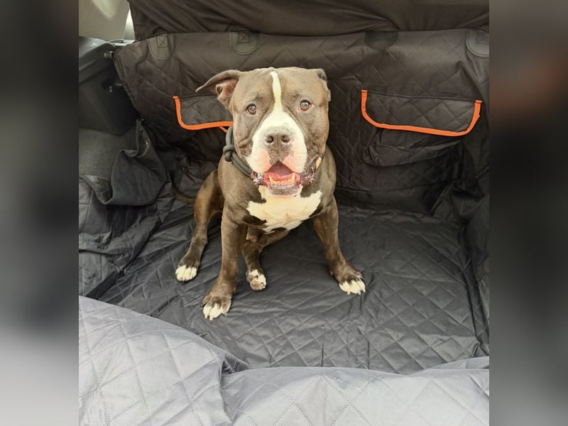 Chiko sucht neues liebevolles zu Hause