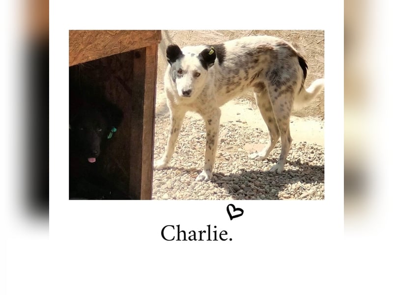 Charlie