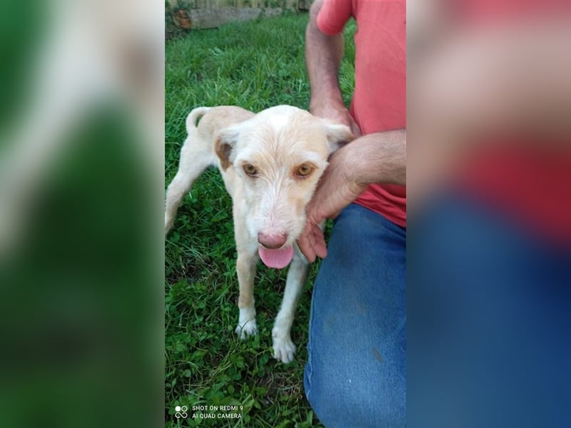 Fénix sucht Zuhause