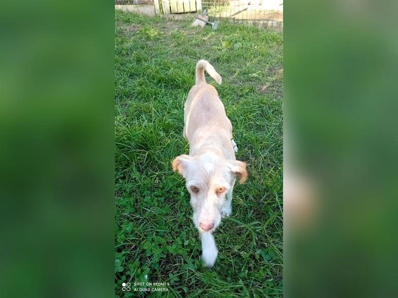 Fénix sucht Zuhause