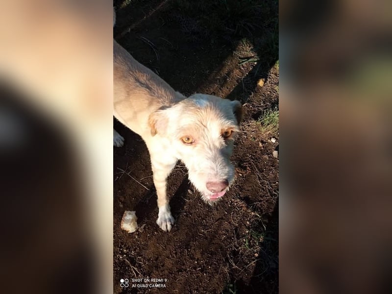 Fénix sucht Zuhause