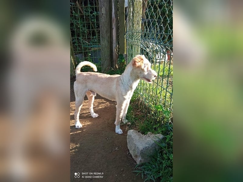 Fénix sucht Zuhause