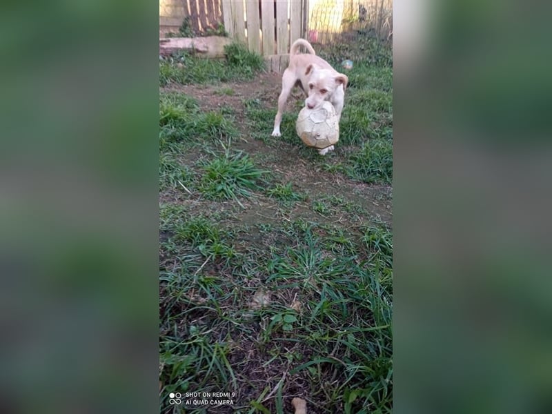 Fénix sucht Zuhause