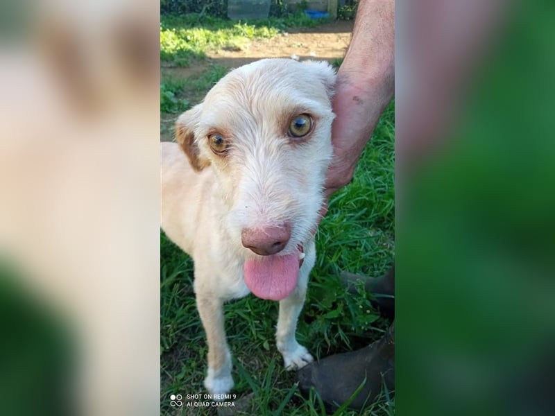 Fénix sucht Zuhause