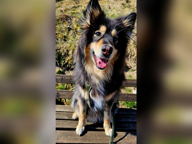 Kaylo - Mischlingsrüde