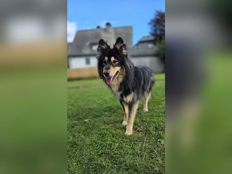 Kaylo - Mischlingsrüde