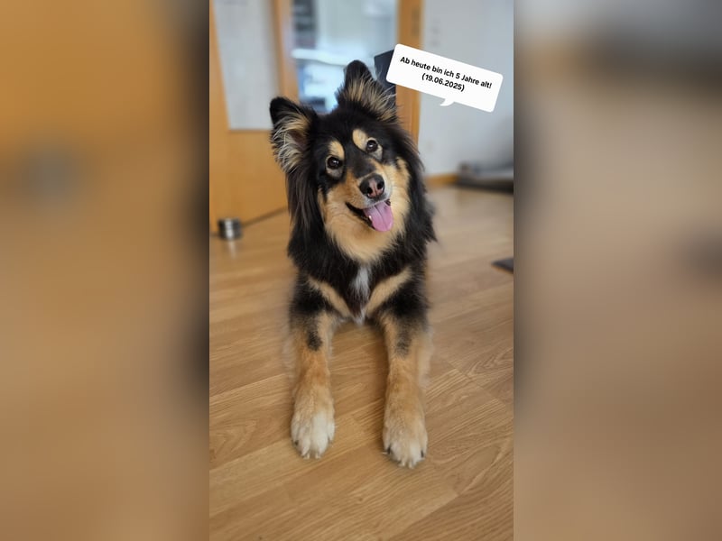 Kaylo - Mischlingsrüde