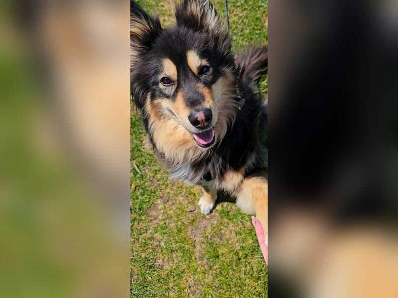 Kaylo - Mischlingsrüde