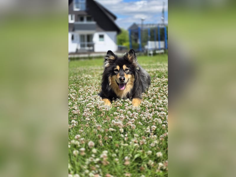 Kaylo - Mischlingsrüde