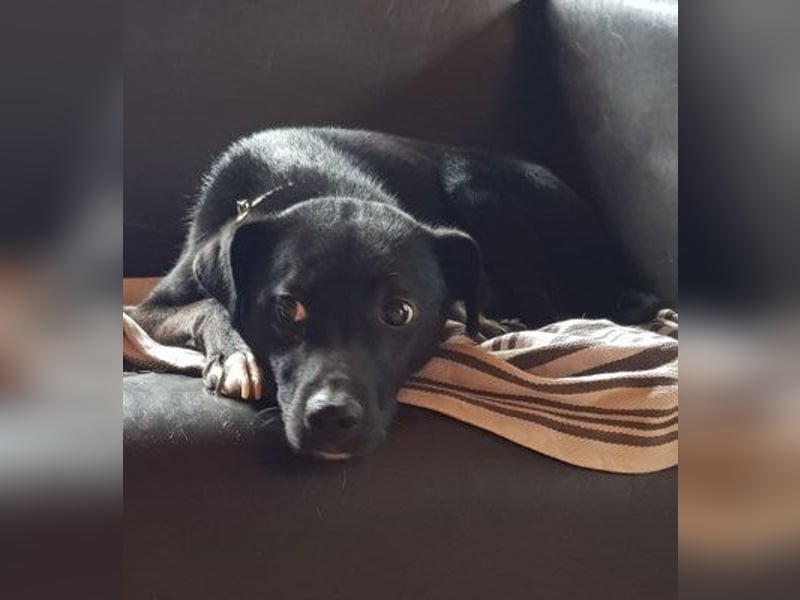 Levi  (in 	94474 Vilshofen) – Vom Straßenhund zum Herzensfreund