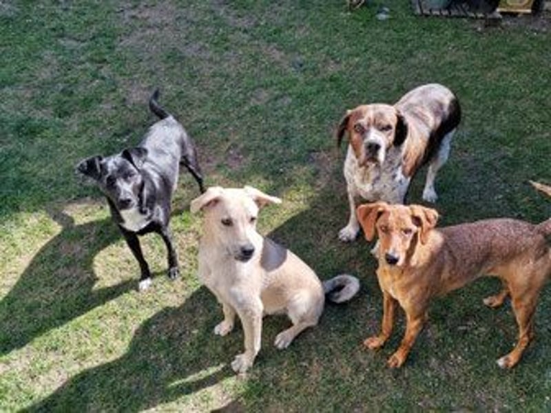 Levi  (in 	94474 Vilshofen) – Vom Straßenhund zum Herzensfreund