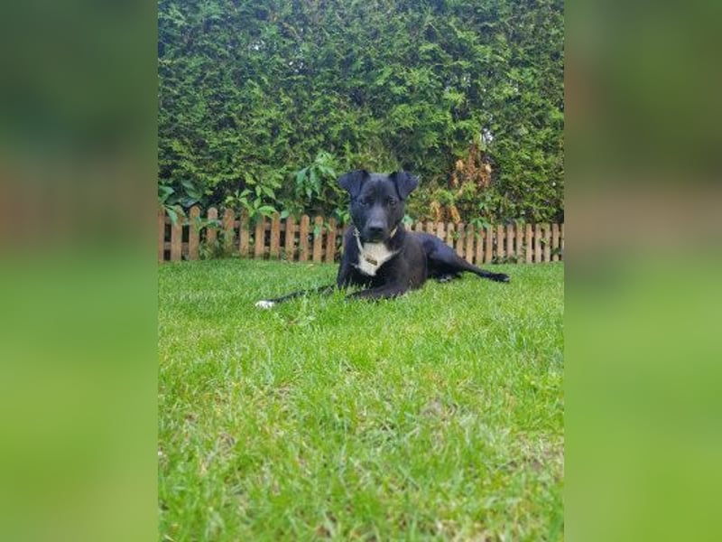 Levi  (in 	94474 Vilshofen) – Vom Straßenhund zum Herzensfreund