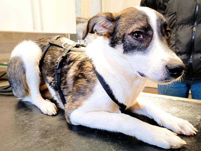 PACO hat einen Neujahrs-Wunsch