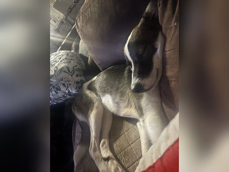 PACO hat einen Neujahrs-Wunsch