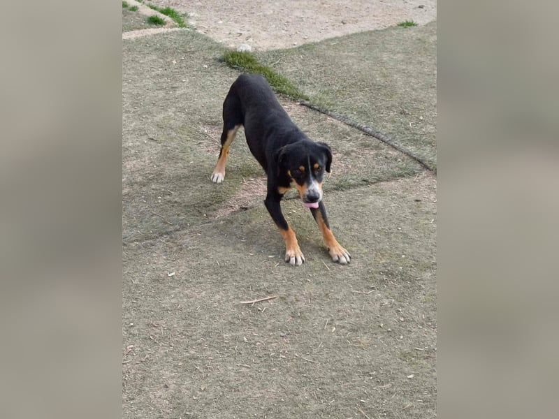 SIMBA , Junghund, Rüde, Schwarz-braun-weiß-Traumhund sucht Für-immer-Zuhause