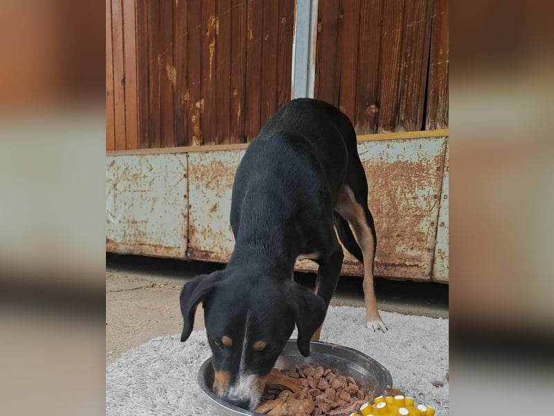 SIMBA , Junghund, Rüde, Schwarz-braun-weiß-Traumhund sucht Für-immer-Zuhause