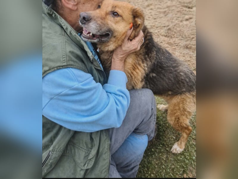 Stella, Hündin Weiblich Mischling Schäferhund-Mix aus Bosnien