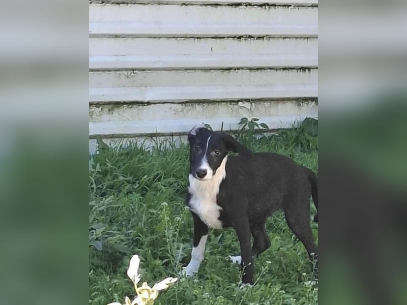 Mischlingshündin Amy 7 Monate aus Bosnien, schwarz/weiß, Hündin Junghund sucht ihr Zuhause