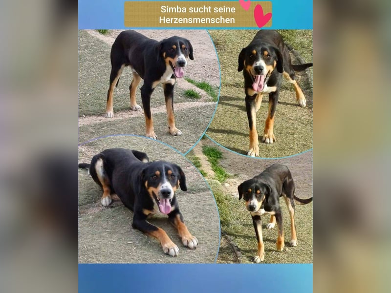 SIMBA , Junghund, Rüde, Schwarz-braun-weiß-Traumhund sucht Für-immer-Zuhause