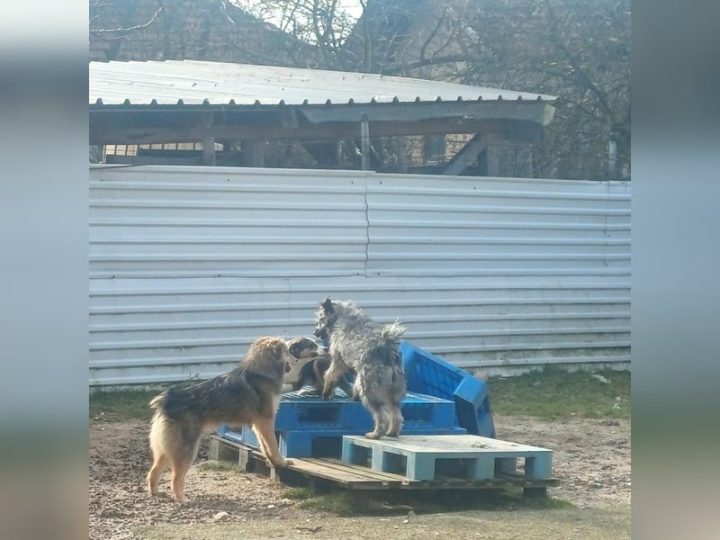 Ivy weiblich Rauhaar Hündin grau Terrier/Schnauzer Mix aus Bosnien