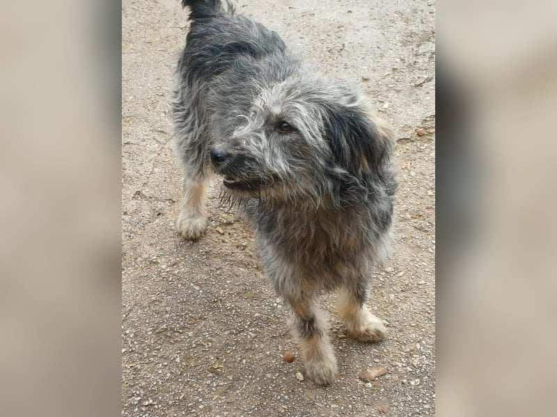 Ivy weiblich Rauhaar Hündin grau Terrier/Schnauzer Mix aus Bosnien