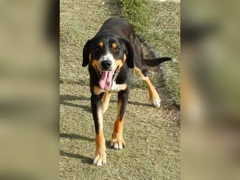 SIMBA , Junghund, Rüde, Schwarz-braun-weiß-Traumhund sucht Für-immer-Zuhause