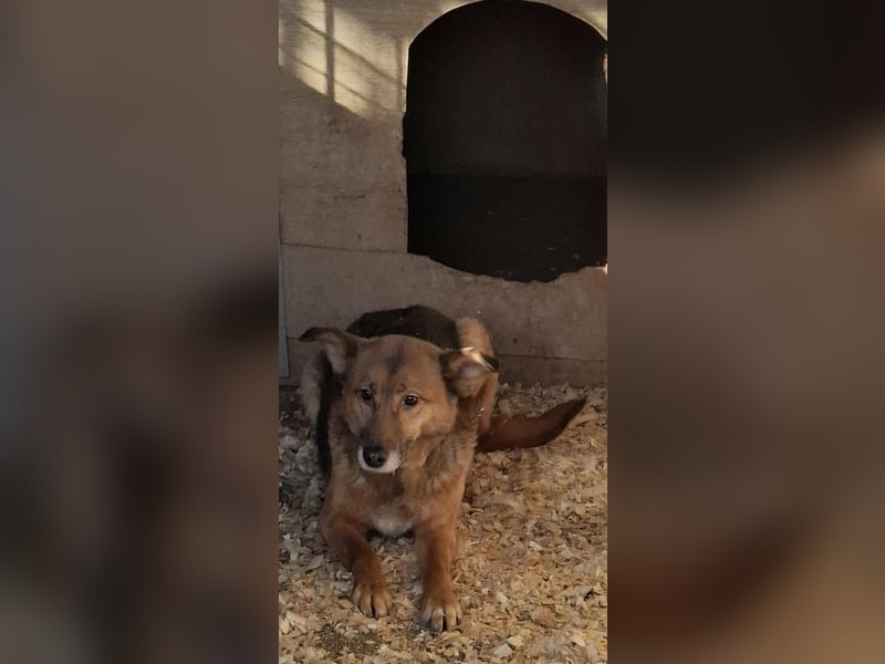 Stella, Hündin Weiblich Mischling Schäferhund-Mix aus Bosnien