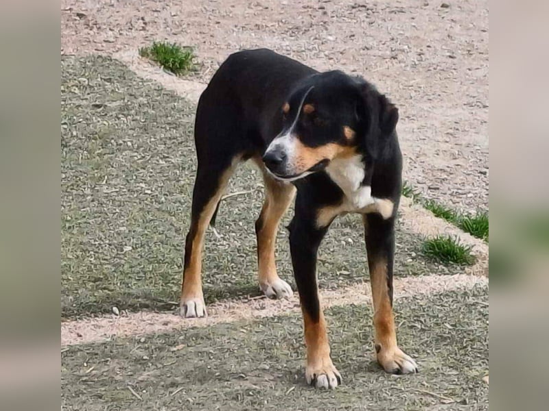 SIMBA , Junghund, Rüde, Schwarz-braun-weiß-Traumhund sucht Für-immer-Zuhause