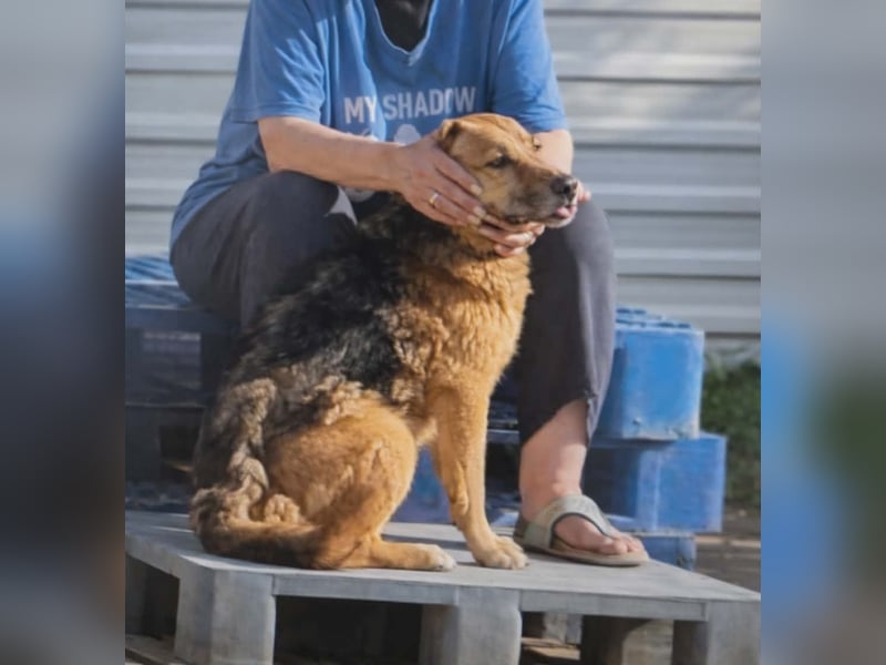 Stella, Hündin Weiblich Mischling Schäferhund-Mix aus Bosnien