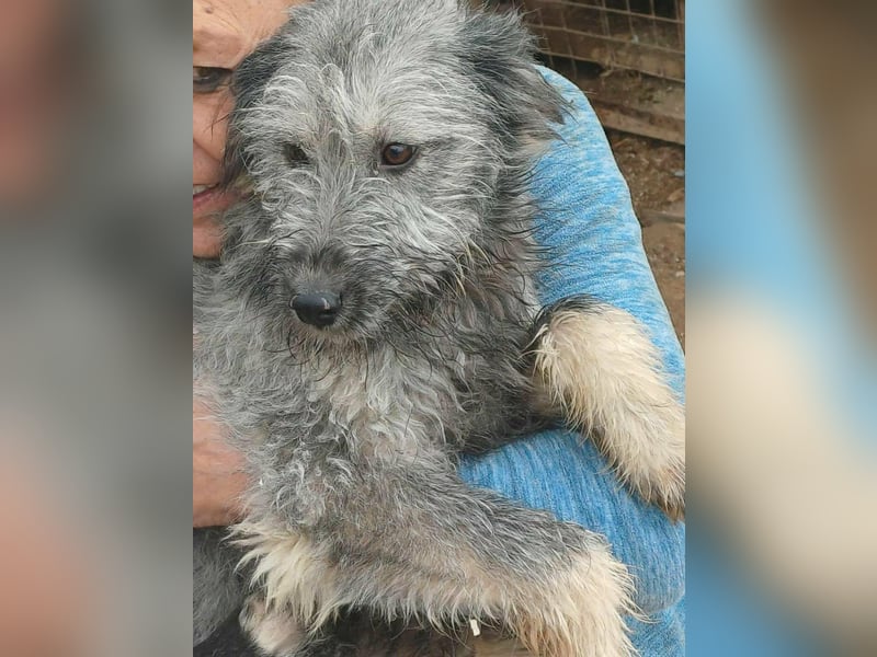 Ivy weiblich Rauhaar Hündin grau Terrier/Schnauzer Mix aus Bosnien