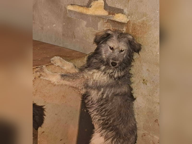 Ivy weiblich Rauhaar Hündin grau Terrier/Schnauzer Mix aus Bosnien