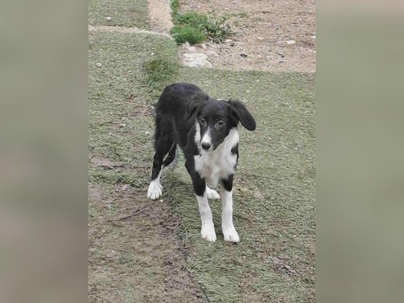 Mischlingshündin Amy 7 Monate aus Bosnien, schwarz/weiß, Hündin Junghund sucht ihr Zuhause