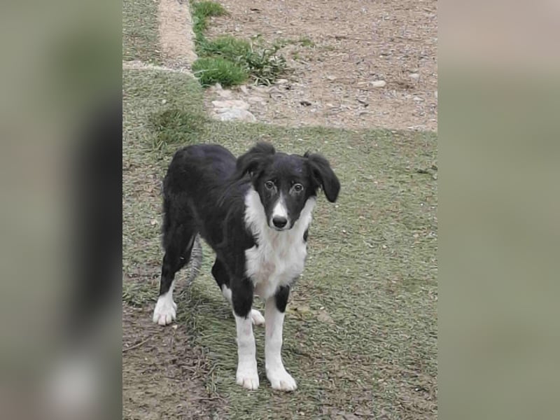 Mischlingshündin Amy 7 Monate aus Bosnien, schwarz/weiß, Hündin Junghund sucht ihr Zuhause