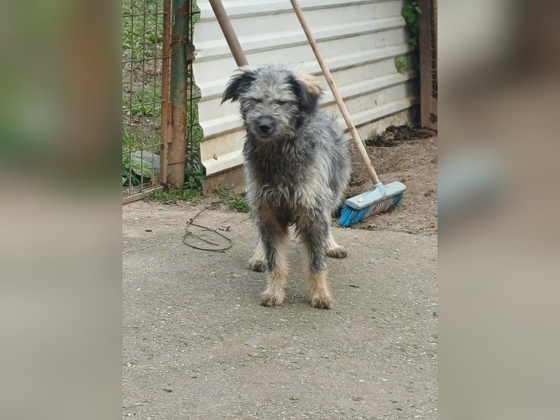 Ivy weiblich Rauhaar Hündin grau Terrier/Schnauzer Mix aus Bosnien
