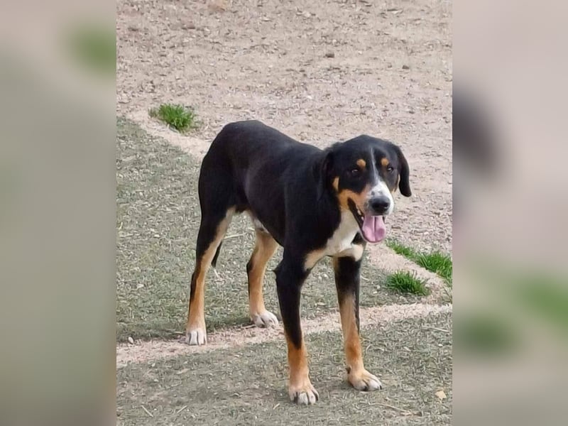 SIMBA , Junghund, Rüde, Schwarz-braun-weiß-Traumhund sucht Für-immer-Zuhause