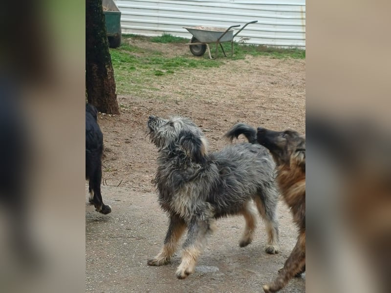Ivy weiblich Rauhaar Hündin grau Terrier/Schnauzer Mix aus Bosnien